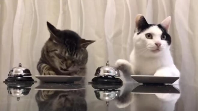 In this image captured from video, cats ring a bell to get treats. Find a link to the video at newsherald.com. [COURTESY PATRICK KLEIN VIA YOUTUBE]