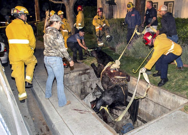 This Saturday, April 1, 2017, photo provided by Bob Markin shows Riverside Fire Department firefighters help rescue a horse from a hole in the ground in Riverside, Calif. Fire officials say the saddled horse and its rider had just left a Taco Bell near downtown Riverside on Saturday when the cover on a utility vault collapsed. THE ASSOCIATED PRESS