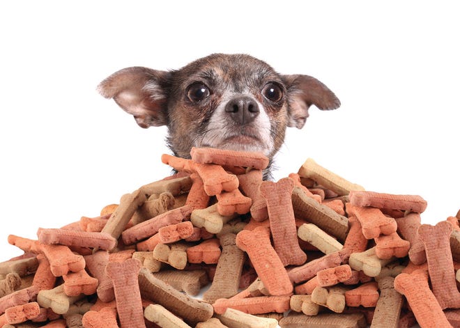 Chihuahua peeking over large mound of dog bone shaped treats or biscuits on a white background