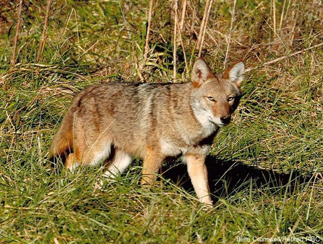 Coyotes are well-suited for suburban livings, which may be one of the reasons there has been an uptick of sightings in Beverly. [FILE PHOTO]