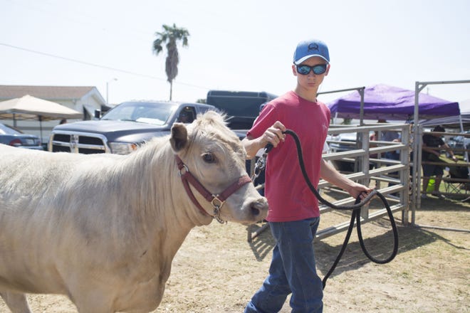 Colton Conrad, 13, leads his heifer into her stall at the fairgrounds. This is his ninth year participating in the livestock competitions. [CINDY DIAN / CORRESPONDENT]