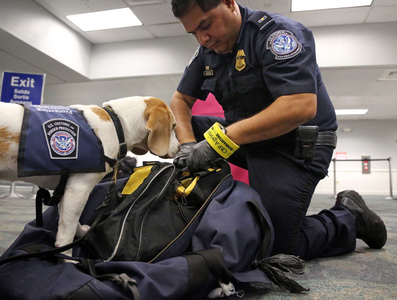 Beagle Brigade to the rescue: Pound puppies grow up to work security at the  airport