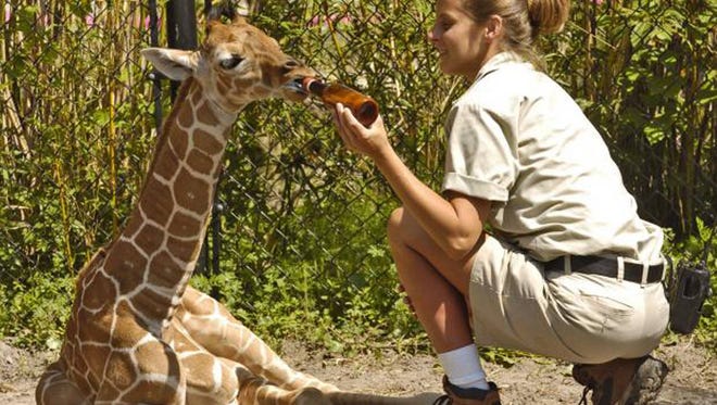 Apprentice Mammal Keeper Pam VanPoppel feeds a new baby giraffe a supplemntal bottle to help the 138-pound calf gain weight. (Bob Mack/Florida Times-Union)