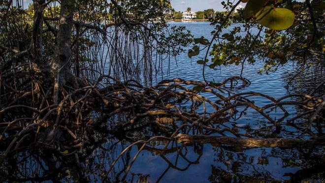 Mangroves grow along Bingham island as work starts on restoration of the sanctuary islands south of the Southern Boulevard causeway. (Allen Eyestone / Daily News)