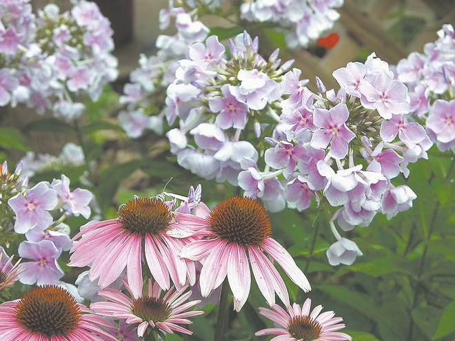 Master gardeners will host a plant sale from 8 a.m. to 1 p.m. April 22 at the Oklahoma Cooperative Extension Service in Dewey.