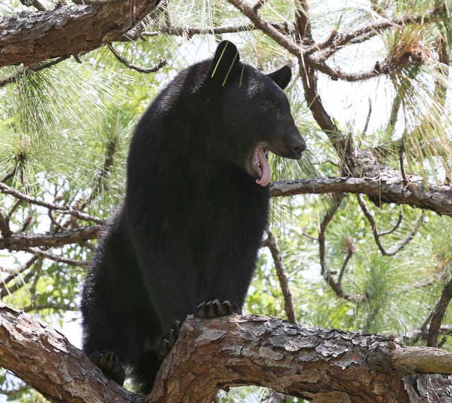 Florida game officials will get an update next week on the state's growing black bear population, a discussion animal-rights supporters contend is a first step toward holding a hunt later this year. [GATEHOUSE MEDIA FILE]