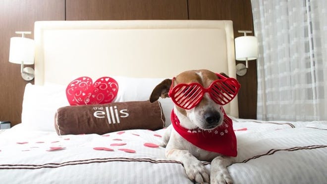The Ellis Hotel in Atlanta recently introduced an upgraded pet-friendly experience. Contributed by Ku’ulei Sako