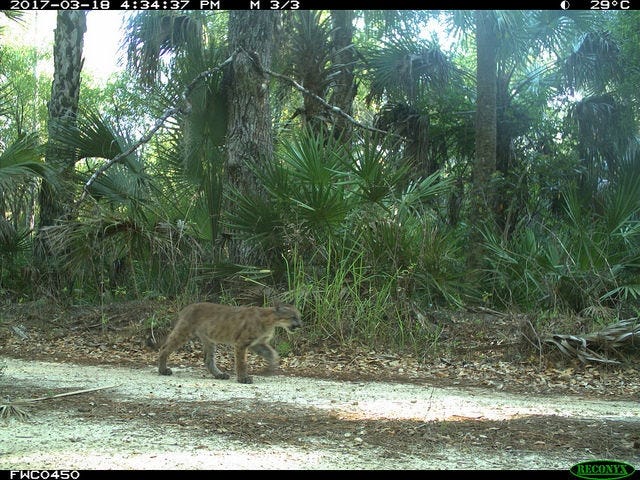 A panther kitten is seen following its mother on March 18. This cam photo was taken seconds after the nursing female passed the area. [Florida Fish and Wildlife Conservation Commission game cam photo]