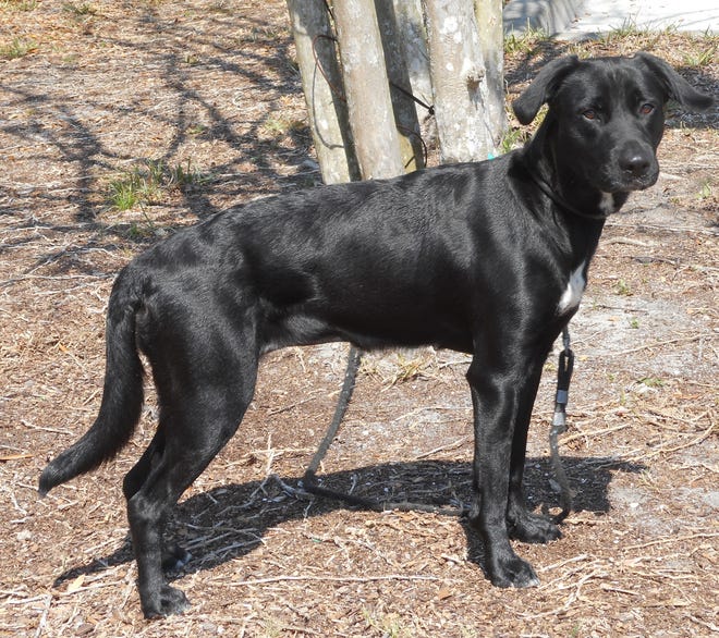 Tangie is a 3-year-old spayed female Labrador mix.