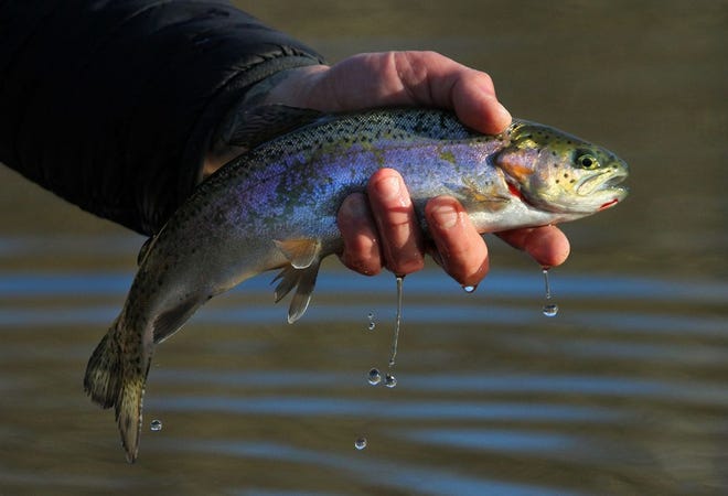 A rainbow trout caught by a fly fisherman at the A.L. Mowry fishing area in Smithfield. The Providence Journal / Bob Breidenbach