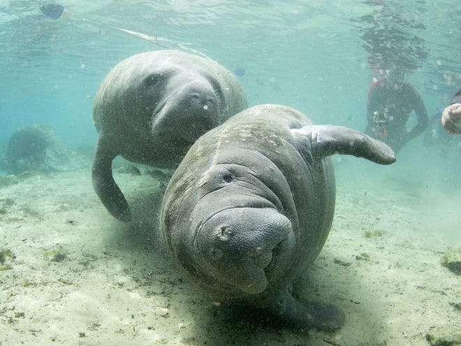 Manatee swim near the sanctuary at the entrance to Three Sisters Springs in Crystal River Florida. [Herald-Tribune archive photo / 2015]