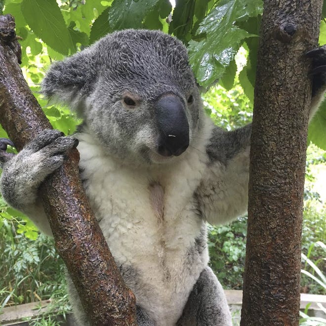 Koala bear at zoo doesn't survive surgery Koala bear at zoo doesn't survive surgery
