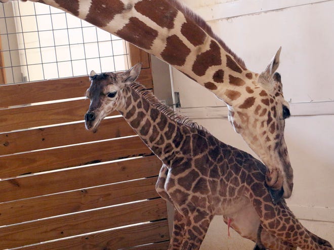 In this photo provided by Animal Adventure Park in Binghamton, N.Y., a giraffe named April licks her new calf on Saturday, April 15, 2017. Her birth was broadcast to an online audience with more than a million viewers. (Associated Press)