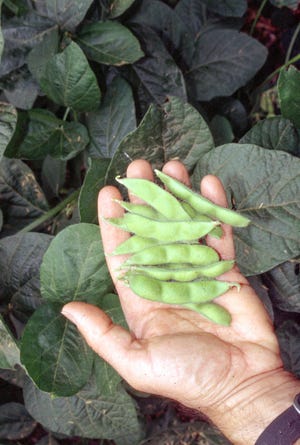 Freshly picked, green, young soybeans, known as edamame, are easy to grow and combine the flavors and textures of fresh lima beans and peas. (Lee Reich via AP)