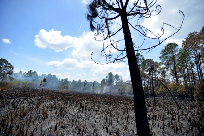 An expanse of burned trees is seen as a forest fire continues to smolder near the Royal Trails community on Monday. Fire officials say the blaze was 40 percent contained by midday Monday. [AMBER RICCINTO / DAILY COMMERCIAL]