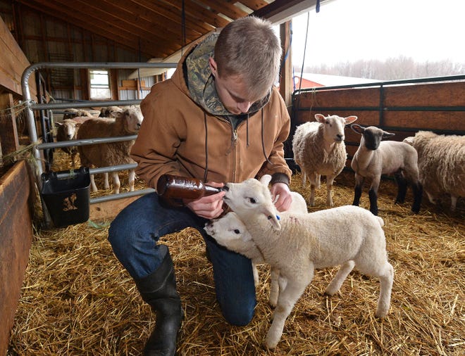 Austin Brown bottle feeds two lambs on March 31 at his family's farm in Hayfield Township, Crawford County. Brown, 17, a senior at Saegertown High School, is raising about 50 lambs this season. [CHRISTOPHER MILLETTE/ERIE TIMES-NEWS]