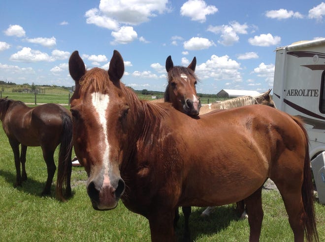 Since 2007, more than 40 horses have been rescued and given a lifetime home by Sixteen Hands Horse Sanctuary. [Courtesy photo]