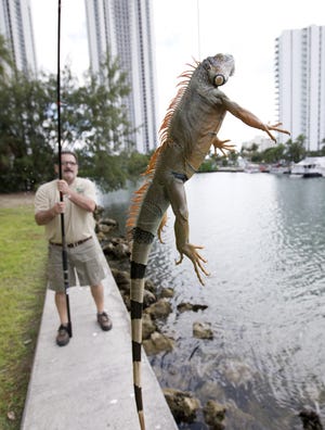 Trapper Brian Wood uses a fishing pole with a wire attached to snare an iguana behind a condominium in Sunny Isles Beach, Fla. Perched in trees and scampering down sidewalks, green iguanas are so common across the suburbs here that many see them as reptilian squirrels instead of exotic invaders. (AP Photo/Wilfredo Lee)