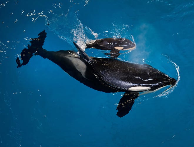 In this image provided by SeaWorld Parks & Entertainment orca Takara helps guide her newborn to the water's surface at SeaWorld San Antonio, Wednesday, April 19, 2017, in San Antonio. The company based in Orlando, Fla., announced the birth Wednesday. (Chris Gotshall/SeaWorld Parks & Entertainment via AP)