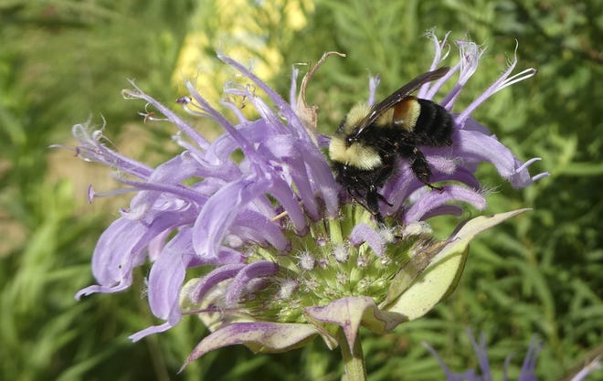This 2016 file photo provided by The Xerces Society shows a rusty patched bumblebee in Minnesota, which was officially designated an endangered species March 21, 2017. A federal judge ruled Monday, April 17, 2017, that because of the bumblebee's status, construction on a multimillion-dollar suburban Chicago road project has to stop. (Sarah Foltz Jordan/The Xerces Society via AP, File)