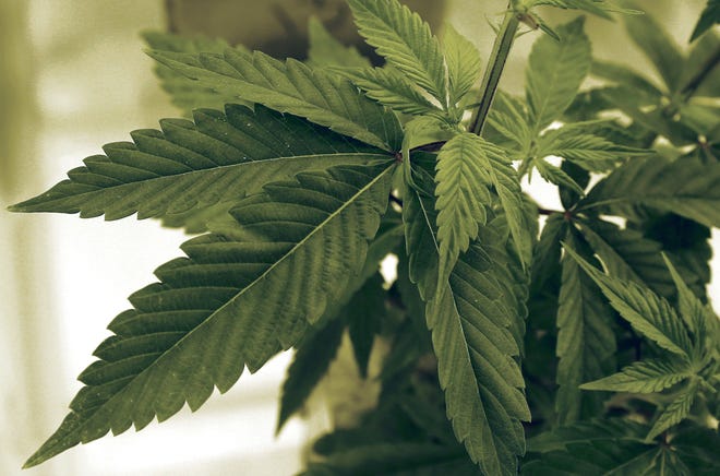 Marijuana plants. THE ASSOCIATED PRESS