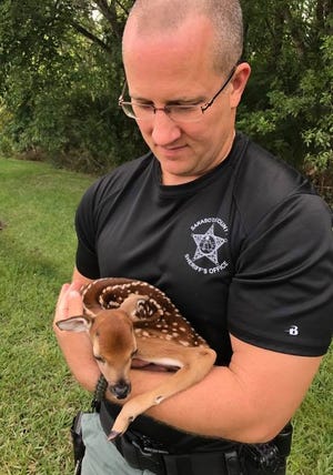 The Sarasota County Sheriff's Office Animal Services section rescued a fawn that was lying in the right-of-way in the Laurel Oaks neighborhood on April 20, 2017. The baby deer appeared weak, its mother was nowhere in sight and it was taken to the Wildlife Center of Venice for rehabilitation. [4/20/2017 - Provided by Sarasota County Sheriff's Office]
