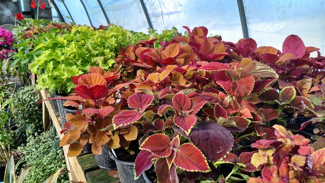 One of the long tables in one of the greenhouses is packed full of several types of coleus. They make beautiful bedding plants. [Janice Hatley/Special to The Times]
