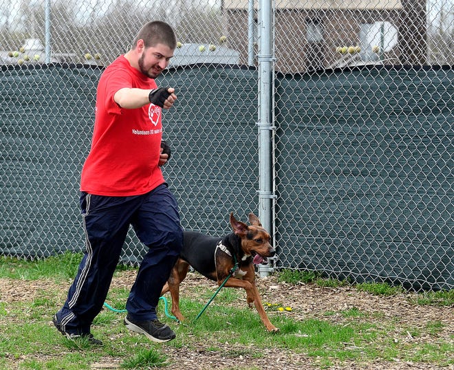 Tim Novak, of Mount Laurel, a volunteer with the Friends of the Burington County Shelter in Westampton, gets in a run with Peanut, a 2-year-old beagle.