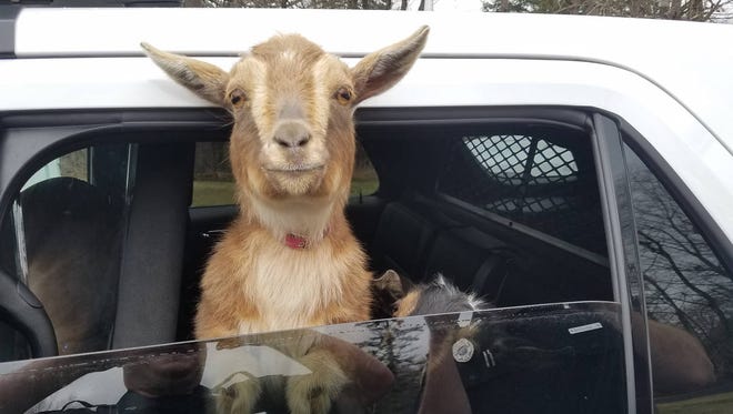 Sgt. Daniel Fitzpatrick of the Belfast Police Department in Belfast, Maine drives around with two lost goats in his police car on Sunday, April 23, 2017, looking for their owner. (Sgt. Daniel P. Fitzpatrick II/Belfast Police Department)