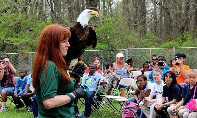 Laurie Smith Wood, director of education at Elmwood Park Zoo, introduces Noah the Bald Eagle at an earlier Temple University Ambler EarthFest.