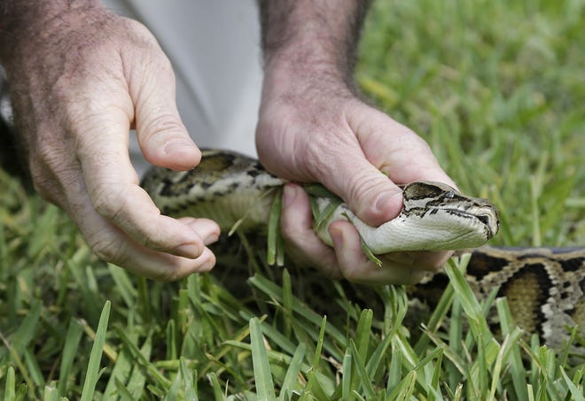 FILE- In this Sept. 30, 2015, file photo, a Burmese python is held before being bagged during a demonstration by the Florida Fish and Conservation Commission to promote the upcoming Python Challenge in Davie, Fla. Florida Fish and Wildlife Conservation Commission officials announced Monday, April 24, 2017, new incentives to report and remove the Burmese pythons blamed for decimating populations of native animals. (AP Photo/Lynne Sladky, File)