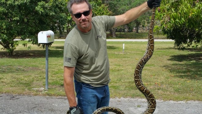 Python hunter Greg Conterio shows off a snake he caught April 22, 2017, during the South Florida Water Management District’s experimental population control program. (Courtesy of Greg Conterio)