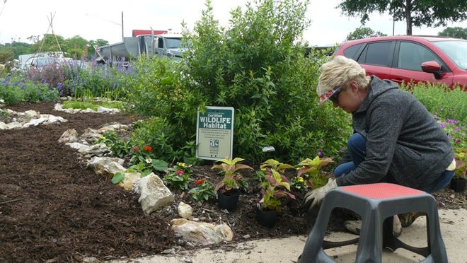 Manda Rash, a a Travis County master gardener, helps get the Texas A&M AgriLife Extension Service Travis County demonstration garden. Carolyn Lindell/for American-Statesman