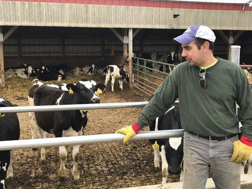 In this Wednesday, April 19, 2017 photo, Tim Prosser who owns a dairy farm, with his father John, tends to his cows in Columbus, Wis. After their sole milk buyer, Grassland Dairy, dropped them due to changes in Canadian policy that decreased the demand for U.S. milk, they face having to sell their 100 milking cows and shut down the business that's been in the family since 1973 if they can't find a new buyer by the end of the month. A handful of Wisconsin dairy farmers whose Canada market evaporated in a trade dispute were weighing offers from new buyers on Tuesday, April 25, but others were running out of time before an expiring contract risked putting them out of business. (AP Photo/Cara Lombardo)