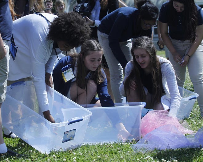 New Bridge Middle School 7th grade students coax painted lady butterflies out of their temporary homes and release them as a symbol of hope after learning about the Holocaust in class. [Naomi Whidden / The Daily News]