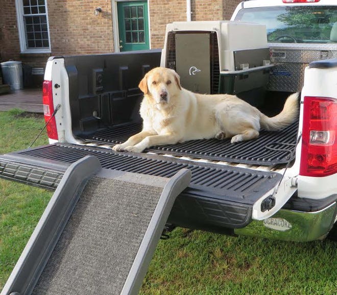 A light, portable ramp can make entering and exiting a vehicle easier on older dogs, especially heavy ones. [ED WALL / SPECIAL TO THE SUN JOURNAL]
