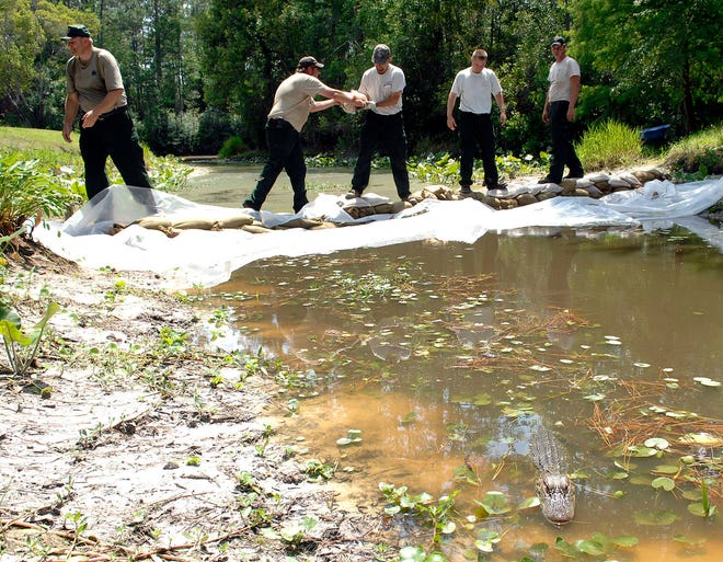 An alligator hissed in the foreground as a team of Georgia Forestry Commission firefighters built a sandbag dam in June 2011 to seal off part of a boat canal at Okefenokee Swamp Park. The canals had been used as a water source to protect the park’s buildings and exhibits but had dropped so low that officials decided to haul water in from Laura S. Walker Lake to replenish them. (Terry Dickson/Florida Times-Union)