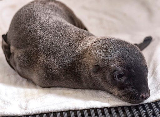 In this photo provided by SeaWorld San Diego, a day-old California sea lion pup rests at the Animal Care Center in San Diego, Calif., Thursday, April 27, 2017. The park is caring for the sea lion pup that was unexpectedly born to a sick mother. The park says the pup was discovered Wednesday when a team went to check the health of her mother, who was rescued from an Oceanside beach on Tuesday. (Mike Aguilera/SeaWorld San Diego via AP)