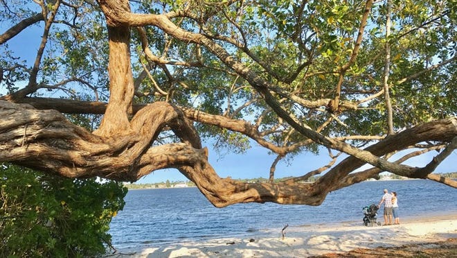 An old Green Buttonwood stretches toward the waterfront in George S. Petty Park off Washington Road. (Tony Doris / The Palm Beach Post)