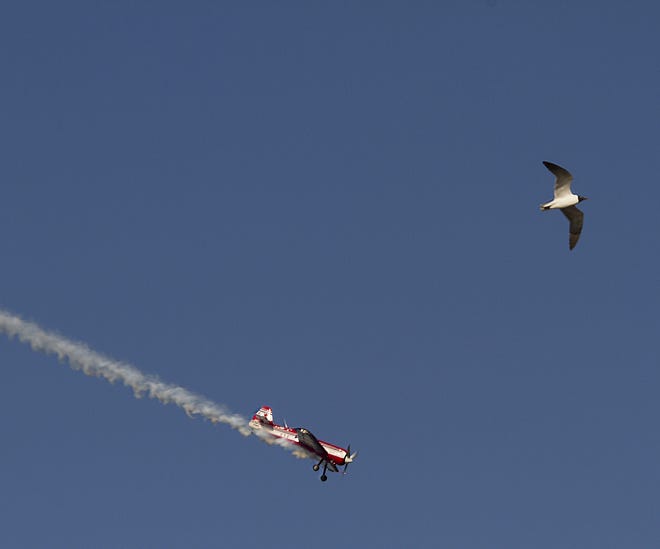 Hubie Tolson's Sukhoid airplane shares airspace with a local seagull over the Neuse River during his air show Friday evening. [BILL HAND / SUN JOURNAL STAFF]