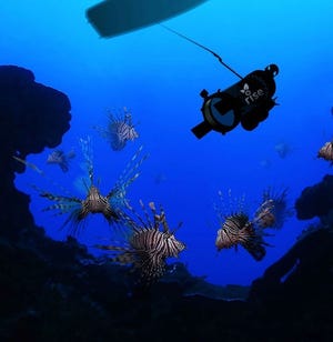 In this artist rendering provided by Robots in Service of the Environment, a new robot that hunts the dangerous and invasive lionfish made its debut in Bermuda in April. [The Associated Press]