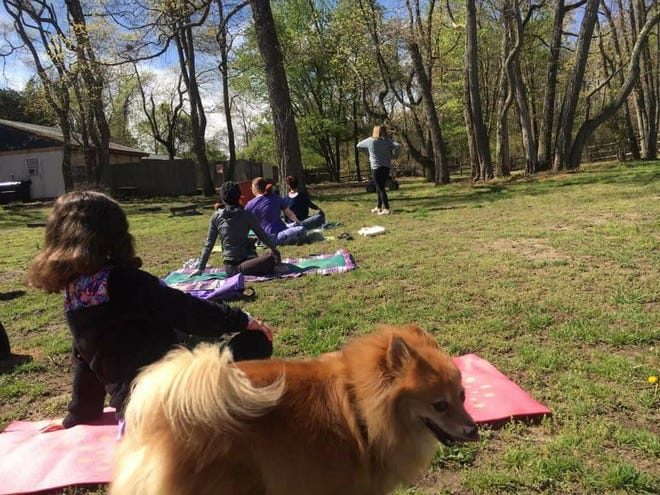 A pup takes a look around the kennel grounds as his owner an dothers strike a pose during the yoga class.