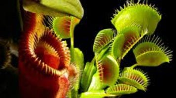 Venus' flytraps are carnivorous plants that only grow in the area around Wilmington. [CONTRIBUTED]