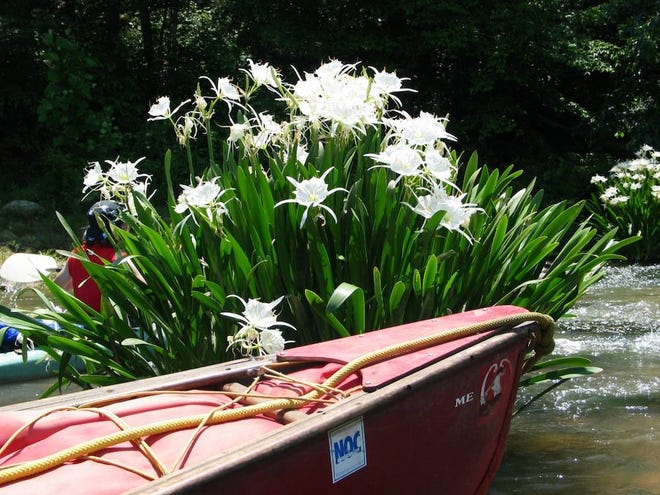 The Broad River Watershed Association is planning a paddle trip and walk to see the rare shoal lily on the Broad River near Clarks Hill Lake later this month. (Photo courtesy Broad River Watershed Association)