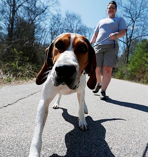 Maryanne Coughlin walks Banjo at the Animal Protection Center of Southeastern MA in Brockton. The Animal Center relies on donations and fundraisers for the principal income.