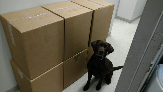 Wolfeboro Police K9 Officer Riggs guards the 150 pounds of unwanted prescription drugs turned over during Drug Take Back Day Saturday in Wolfeboro. [Photo/Courtesy of Wolfeboro Police]