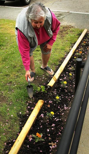 Rose Cameron tends to her newly planted marigolds outside her Quincy Housing Authority apartment. The housing authority is telling its elderly residents that they can't have gardens, Tuesday, May 2, 2017.