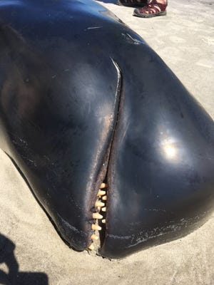 This pilot whale carcass was discovered on Wassaw Island Tuesday. (Mary Landers/Savannah Morning News)