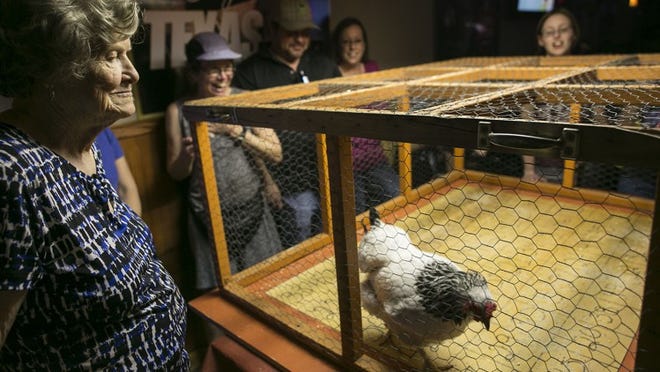 FEBRUARY 23, 2014 - Miss Ginny, left, keeps an eye on "Stella" as she makes her way around 54 squares during Sunday's Chicken S#!T Bingo held at Ginny's Little Longhorn Saloon in Austin, Texas, on Sunday, February 23, 2014. Ginny's Little Longhorn Saloon hosts live music seven days a week with Chicken Shit Bingo on Sundays. (RODOLFO GONZALEZ / AMERICAN-STATESMAN)