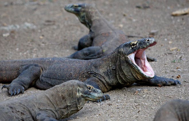 In this Tuesday, April 28, 2009 file photo, a Komodo dragon yawns on Rinca island, Indonesia. An Indonesian national park official says a Komodo dragon has bitten an overly inquisitive tourist who ignored warnings about getting too close to the enormous reptile while it was eating. (AP Photo/Dita Alangkara, File)